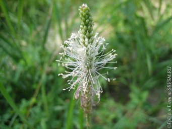 Макросъёмка